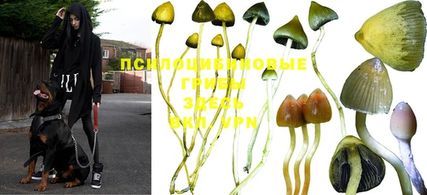 прущие грибы Арсеньев